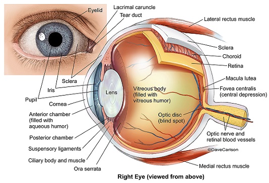 Eye Anatomy 2 (labeled)